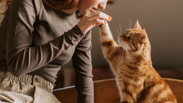 Owner renewed a pet license for their cat
